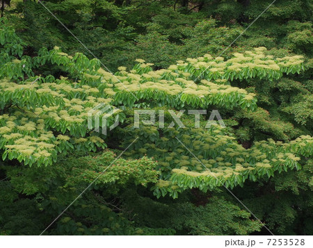 なんじゃもんじゃの木 7253528