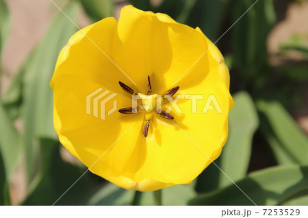 チューリップ 7253529