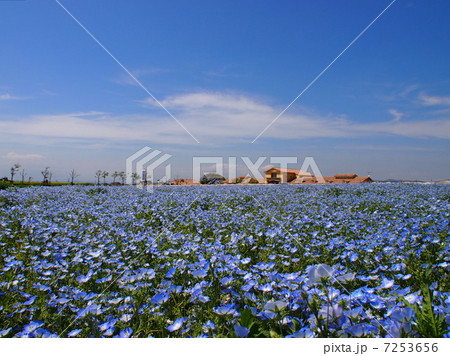 ネモフィラの丘 ネモフィラの丘 7253656