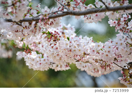 桜 桜 7253999