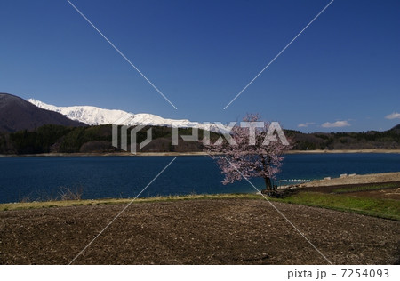 信州青木湖と一本桜 7254093