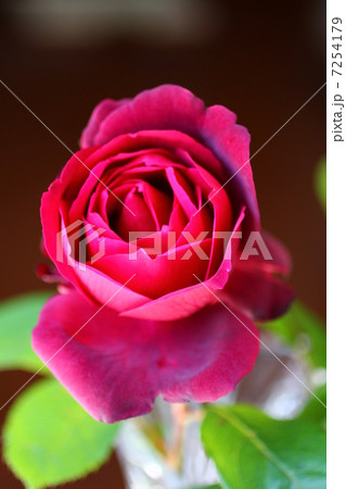 薔薇「オクラホマ」 7254179