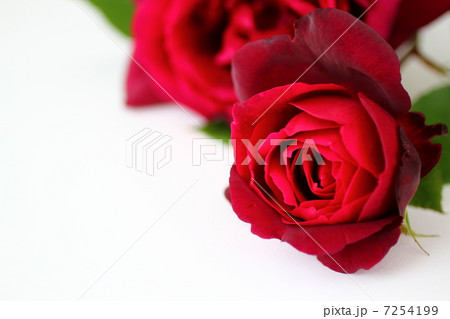 薔薇「オクラホマ」 7254199