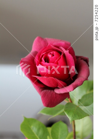 薔薇「オクラホマ」 薔薇「オクラホマ」 7254220