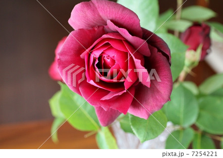 薔薇「オクラホマ」 薔薇「オクラホマ」 7254221