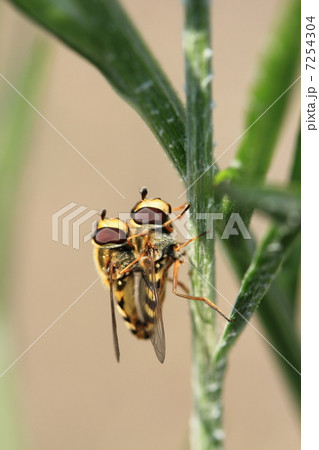 ホソヒラタアブ ホソヒラタアブ 7254304