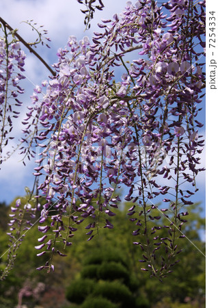 藤の花 7254334