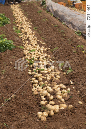 新ジャガ 新ジャガ 7254462