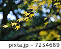 紅葉 7254669