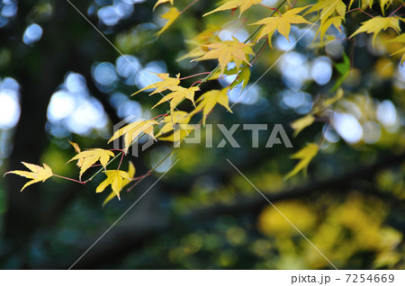 紅葉 紅葉 7254669