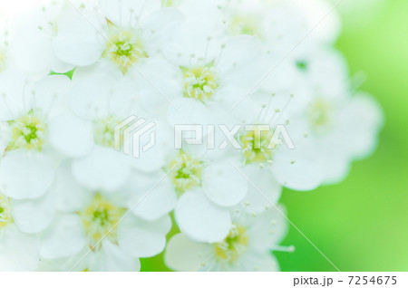 こでまり 7254675