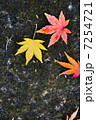 紅葉 7254721
