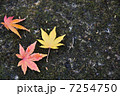 紅葉 7254750