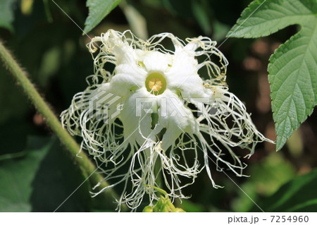 キカラスウリの花(雄花) キカラスウリの花(雄花) 7254960