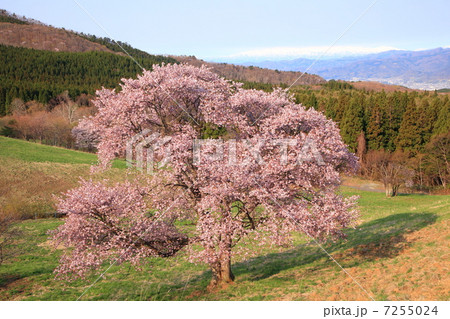 西蔵王の大山桜と飯豊連峰 7255024