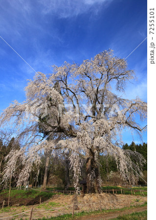 水中のしだれ桜 7255101