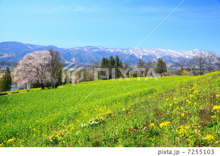 長野県飯山市の菜の花と関田山脈 7255103