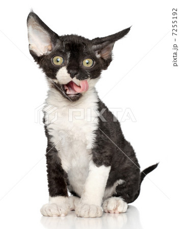 Devon-Rex kitten on white background 7255192