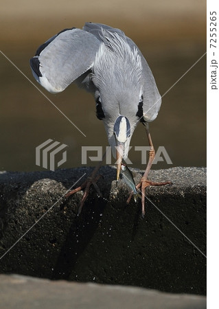 アオサギが見事に魚をゲット! アオサギが見事に魚をゲット! 7255265