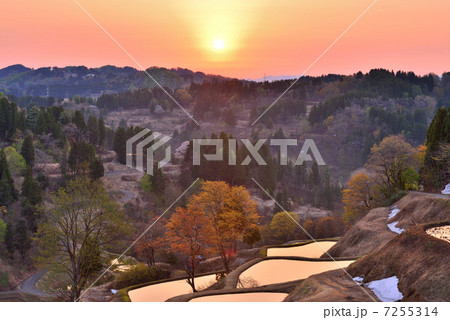 朝焼けの棚田 朝焼けの棚田 7255314