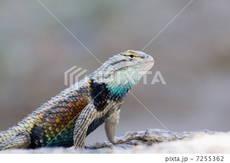 サバクハリトカゲ 7255362