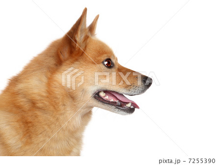 Finnish spitz. Side portrait 7255390