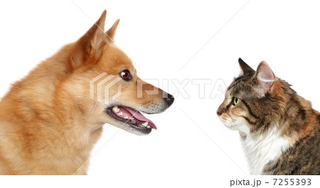 Dog and Cat looking at each other Dog and Cat looking at each other 7255393