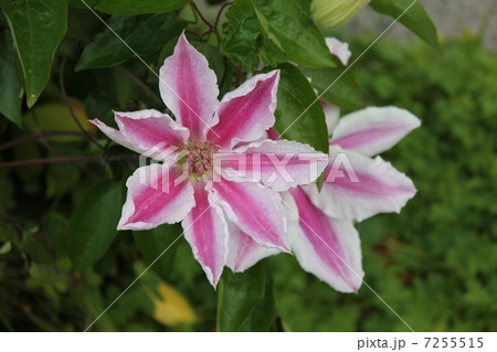 クレマチス クレマチス 7255515