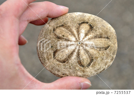 タコノマクラの写真素材