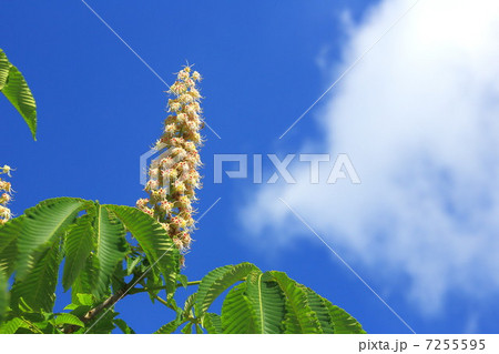 青空とトチノキの花 青空とトチノキの花 7255595
