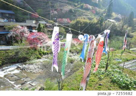 里山の鯉のぼり 7255682