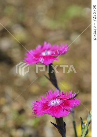 ダイアンサス（ナデシコ） 7255700