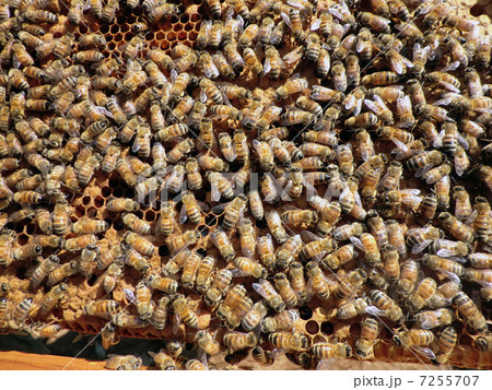 みつばち 7255707