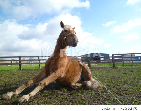 遊駿の馬５ 7256270