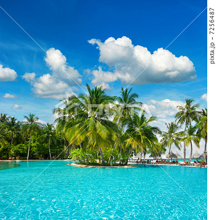 swimming pool with palm trees and blue sky 7256487
