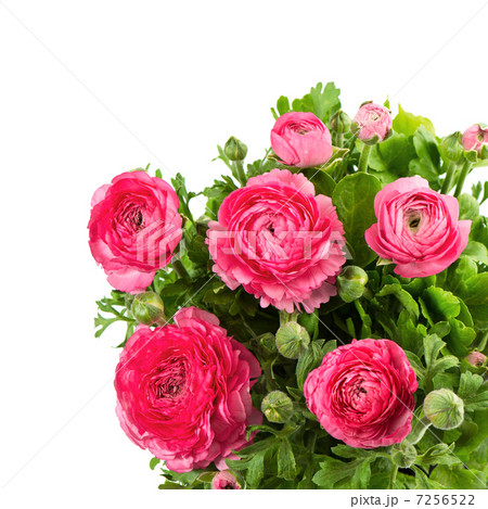 bouquet of spring pink ranunculus bouquet of spring pink ranunculus 7256522