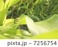 葉っぱの上のカエル 7256754