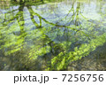 安曇野の緑の水面 7256756