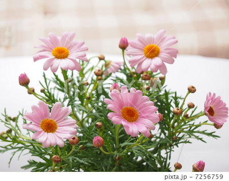 マーガレット　コメットピンク 7256759