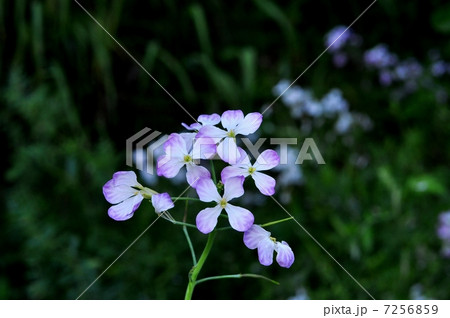 ハマダイコン ハマダイコン 7256859