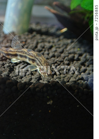 もぐるヤマトシマドジョウの写真素材