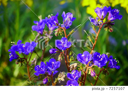 ファセリア 花言葉 幸福感 Phacelia Campanularia Blue Bell の写真素材