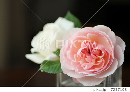 薔薇の生け花 7257198