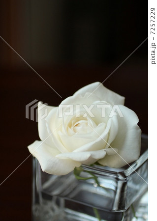 薔薇の生け花 7257229