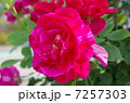 バラ 7257303