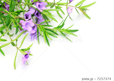 ミントブッシュ ミントブッシュ 7257374