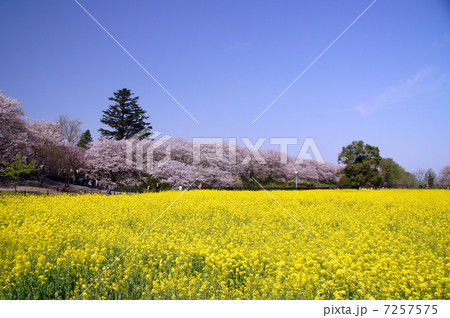桜と菜の花 7257575