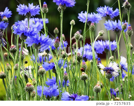 矢車草 7257635