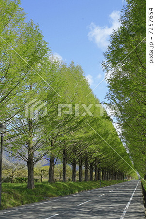 初夏のメタセコイヤ並木 7257654