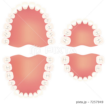 永久歯と乳歯のイラストのイラスト素材